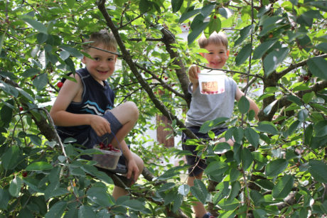 Our little cherry pickers!